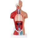 Model anatomiczny 3D tułowia człowieka