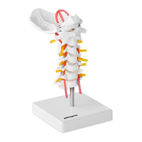 Model anatomiczny odcinka szyjnego kręgosłupa człowieka w skali 1:1