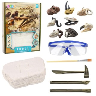 Zestaw Archeologiczny Wykopaliska Czaszek Kości Narzędzia Akcesoria