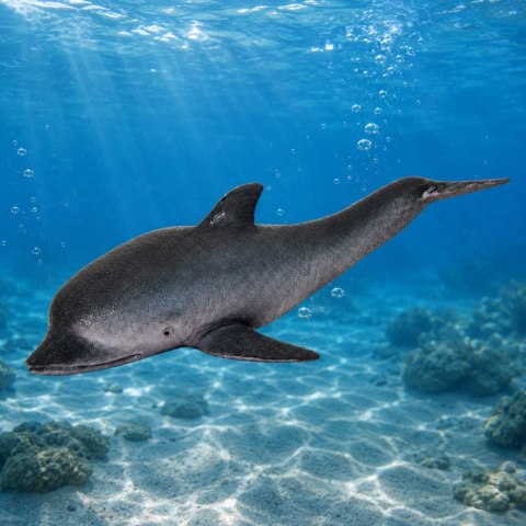 Gumowa Figurka Delfin Morski Miękka Realistyczna TPR Ciemnoszary 17,5 cm