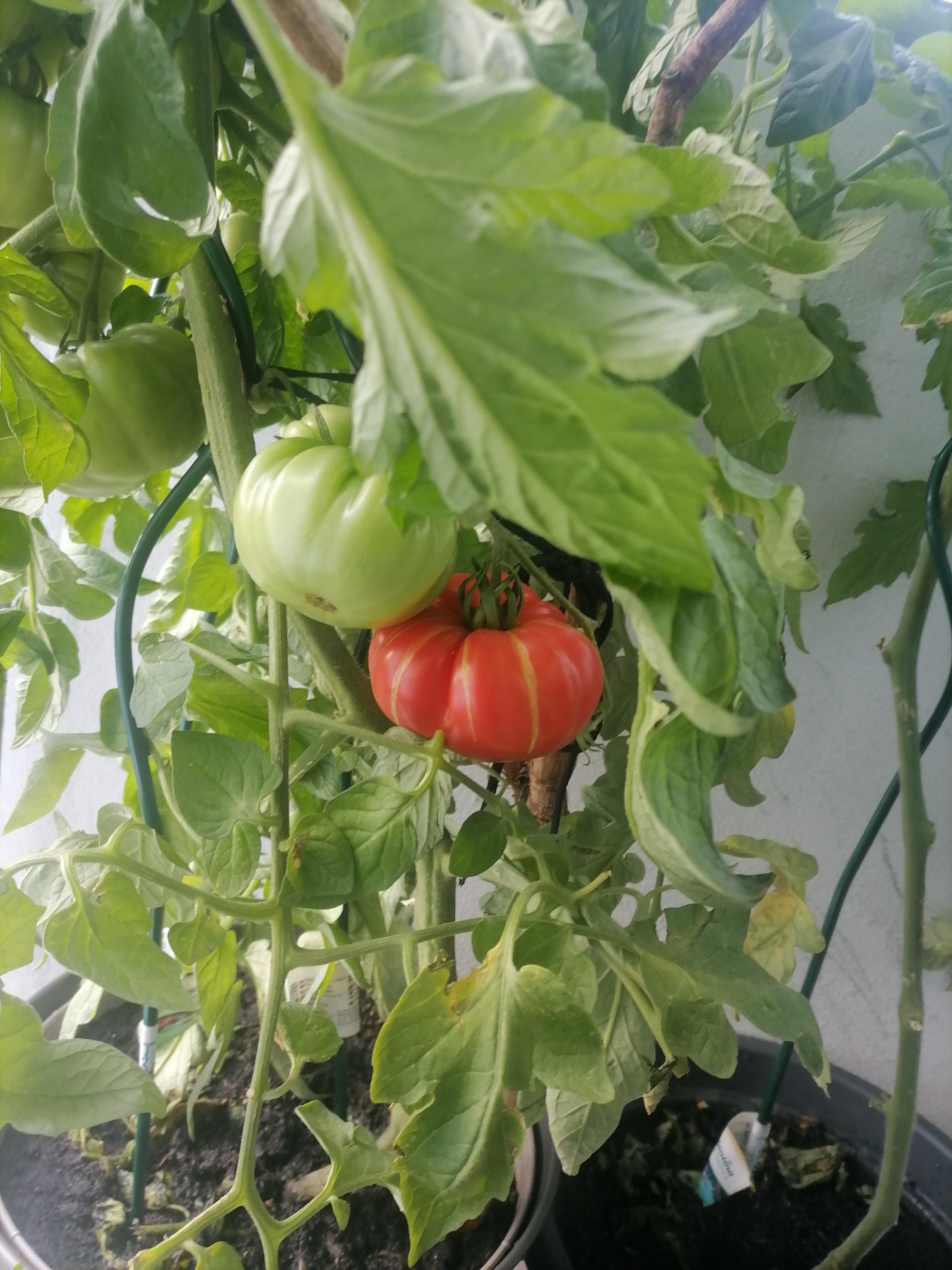 Ekologiczna bomba witaminowa z kuchennych resztek. Jak naturalnie karmić pomidory i krzewy na balkonie?